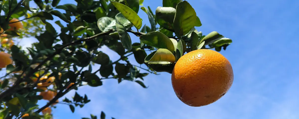 Proyecto cafetero regional